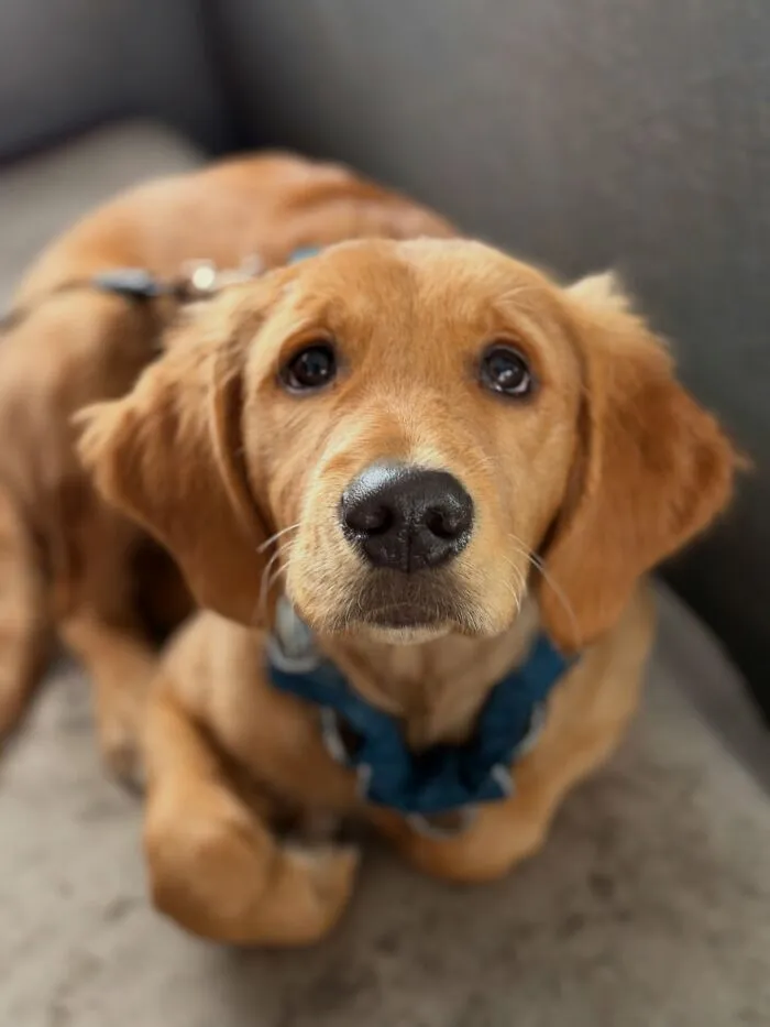 Golden retriever puppy wearing a harness at dog daycare that picks up pups on a real school bus.