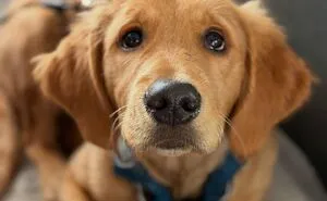 This Doggie School Bus Drives Pups To Daycare, And Here Are 50 Photos From Their Daily Trips