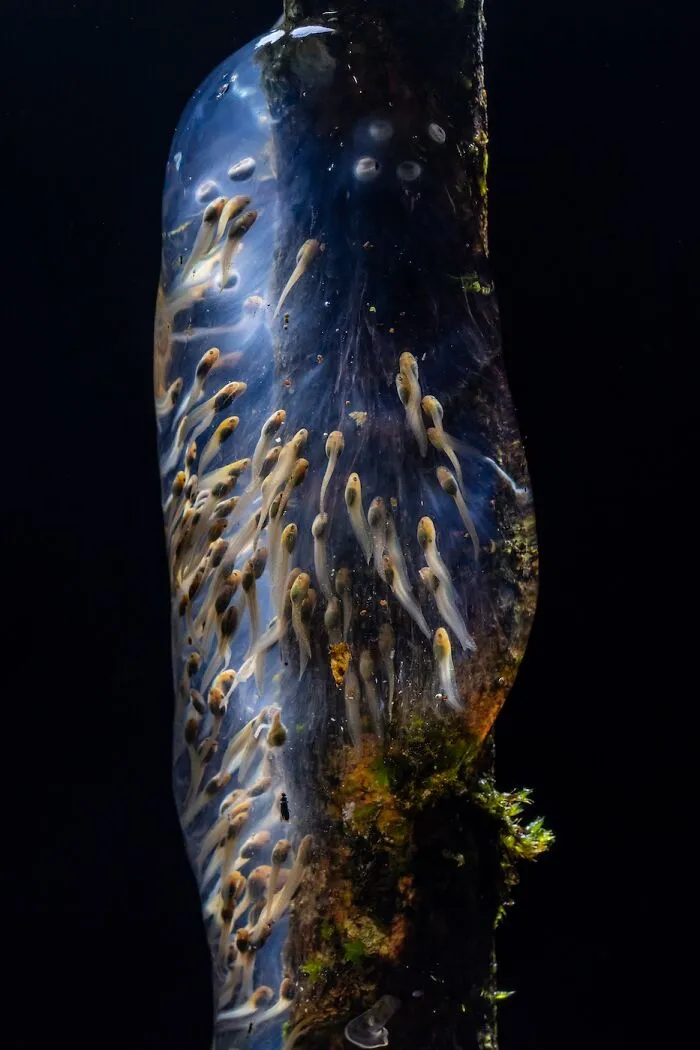 Animals, 1st Place: Amphibian Galaxy By Filippo Carugati