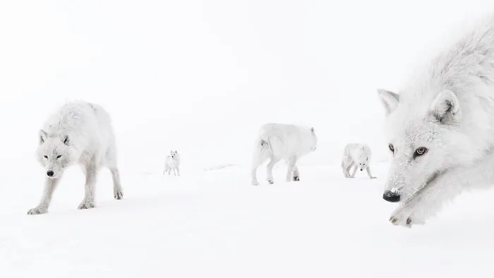 Animals, 2nd Place: Inside The Pack By Amit Eshel