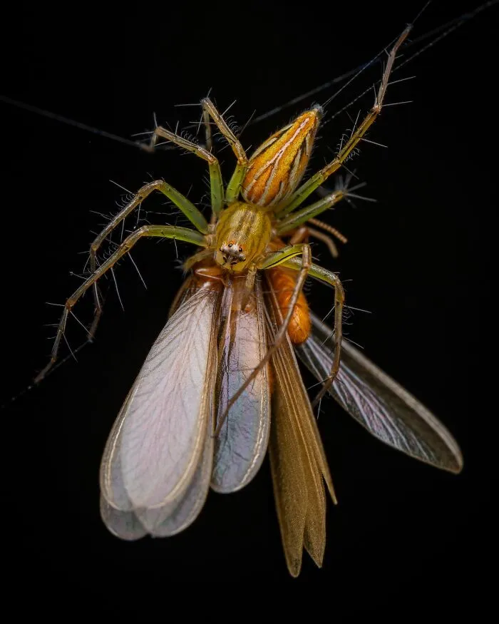 Arachnids, 1st Place: Dinner By Artur Tomaszek