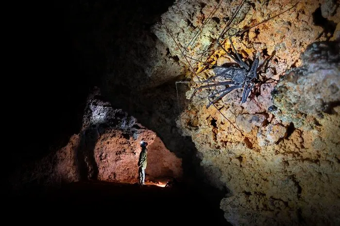 Arachnids, 2nd Place: I Feel I'm Being Watched By Guillaume Correa Pimpao