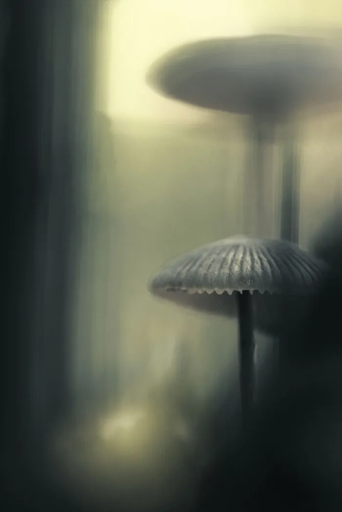Fungi & Slime Moulds, 3rd Place: Twilight Of The Gods By Cédric Rousseau