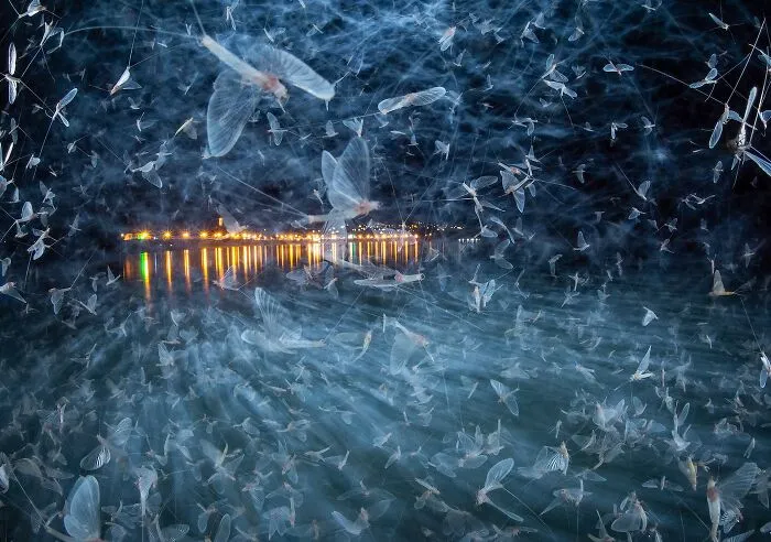 Insects, 1st Place: Blue Army By Imre Potyó