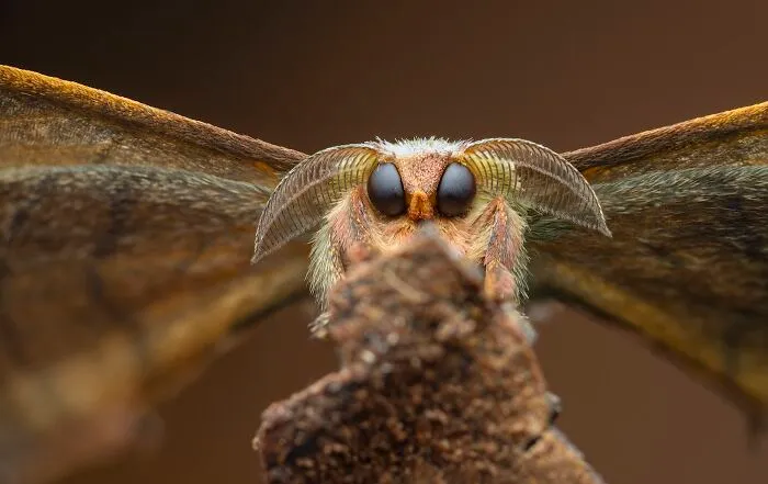 Invertebrate Portrait, 1st Place: Good Boy By Laurent Hesemans