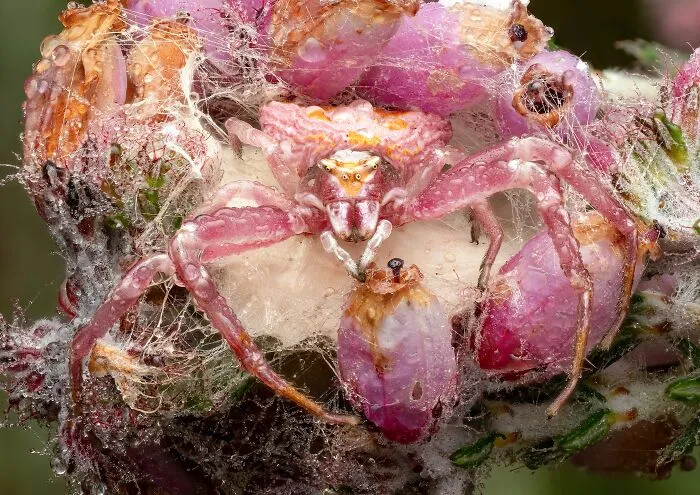 Invertebrate Portrait, 2nd Place: Thomisus Onustus On Guard By Wayne Sayers