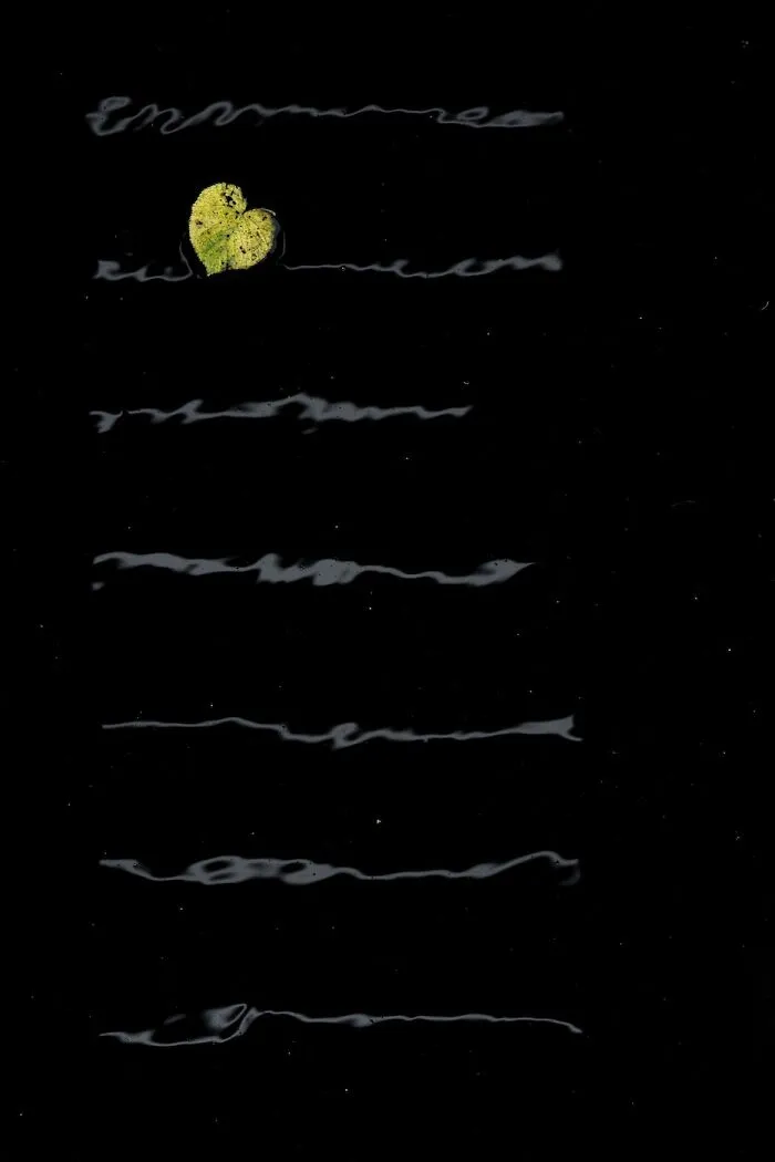 Plants, 2nd Place: Love Poem By Alex Pansier