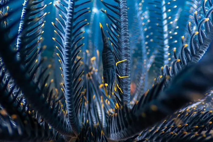 Underwater, 3rd Place: Featherhome By Luis Arpa