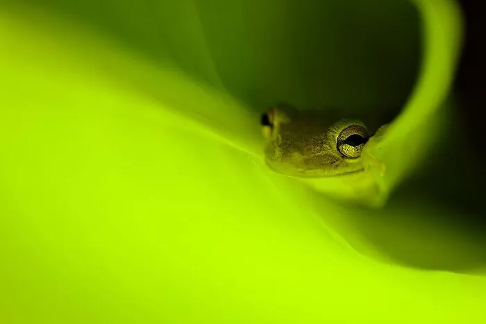 Young, 3rd Place: Emerald Glow By Jameson Hawkins-Kimmel