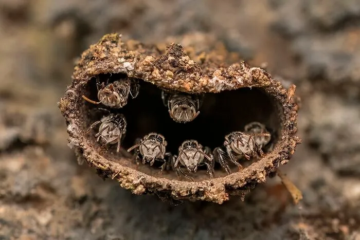 Young, 1st Place: Guardians Of The Hive By Rithved Girish
