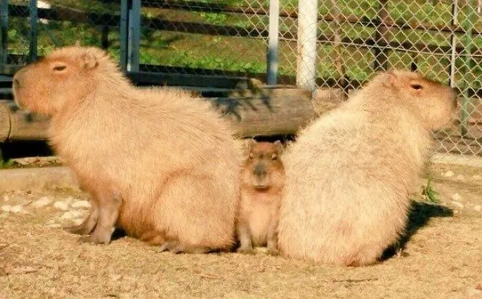 This Community Shares Wholesome Capybara Content, And Here Are 75 Of Their Best Pics