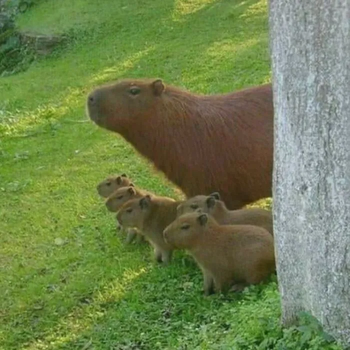 A mother capybara with her adorable babies lined up on a green grassy area near a tree trunk.