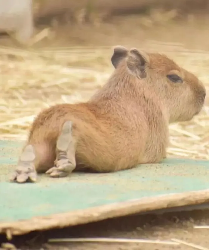 This Community Shares Wholesome Capybara Content, And Here Are 75 Of Their Best Pics