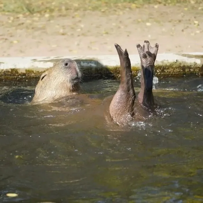 This Community Shares Wholesome Capybara Content, And Here Are 75 Of Their Best Pics