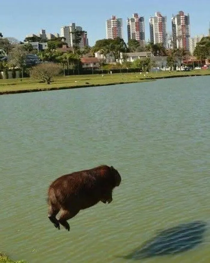 This Community Shares Wholesome Capybara Content, And Here Are 75 Of Their Best Pics