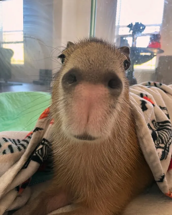 Close-up of an adorable capybara wrapped in a blanket, showcasing its cute face and whiskers indoors.