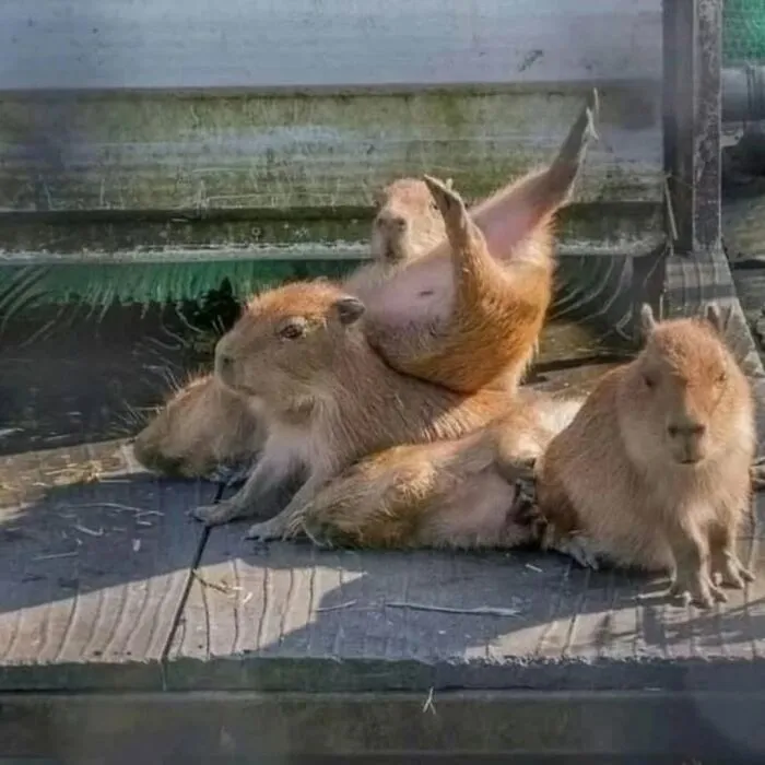 This Community Shares Wholesome Capybara Content, And Here Are 75 Of Their Best Pics
