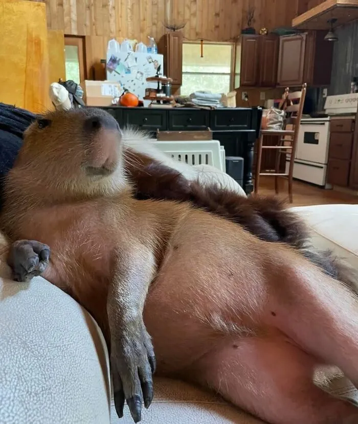 This Community Shares Wholesome Capybara Content, And Here Are 75 Of Their Best Pics