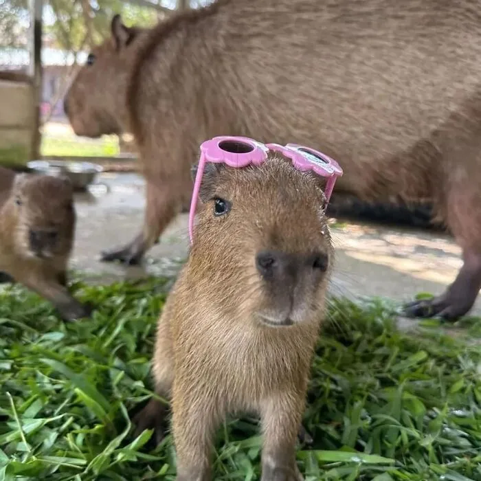 Adorable capybara wearing pink sunglasses close-up with other capybaras in a natural grassy enclosure setting.