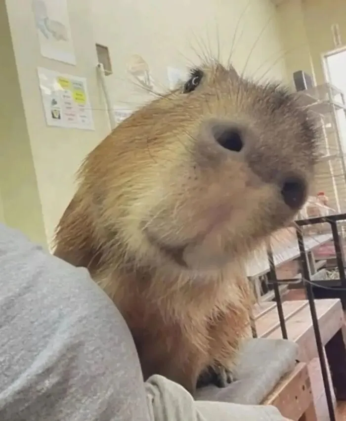 This Community Shares Wholesome Capybara Content, And Here Are 75 Of Their Best Pics