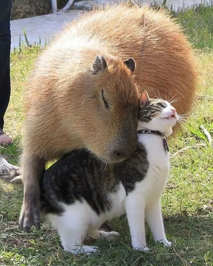 This Community Shares Wholesome Capybara Content, And Here Are 75 Of Their Best Pics