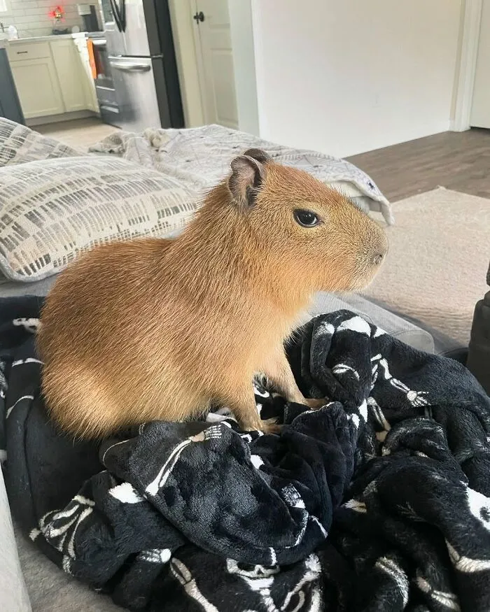 Capybara sitting on a black patterned blanket inside a modern living room, showcasing adorable pet behavior.