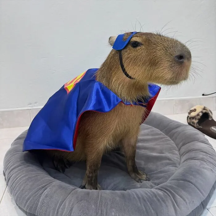 Capybara dressed in a superhero costume sitting on a gray pet bed, showcasing adorable capybara photos.