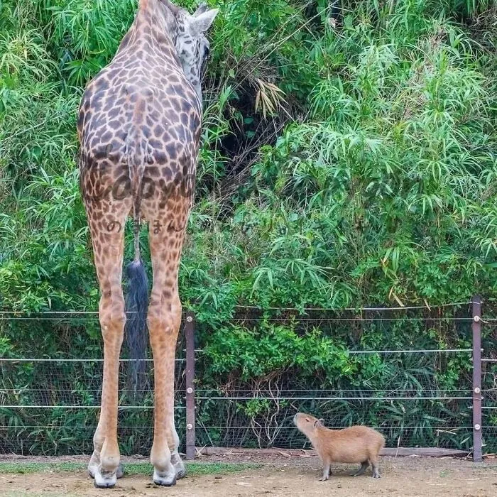 This Community Shares Wholesome Capybara Content, And Here Are 75 Of Their Best Pics