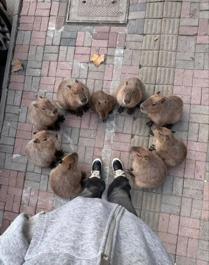 This Community Shares Wholesome Capybara Content, And Here Are 75 Of Their Best Pics