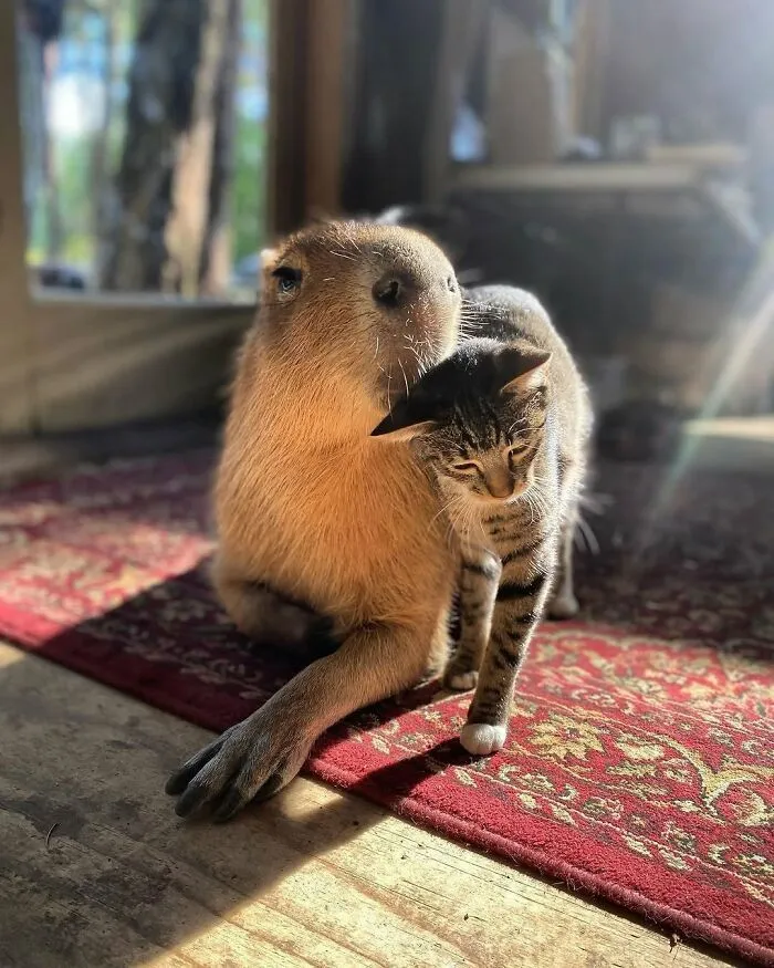 This Community Shares Wholesome Capybara Content, And Here Are 75 Of Their Best Pics