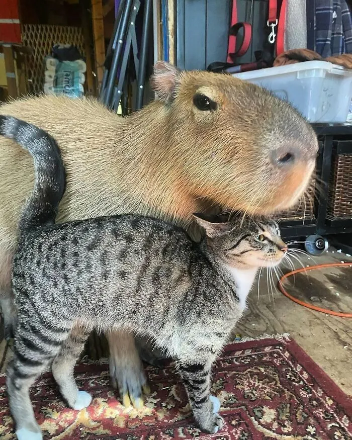 Capybara and tabby cat standing close together indoors on a patterned rug, showing an adorable animal friendship.