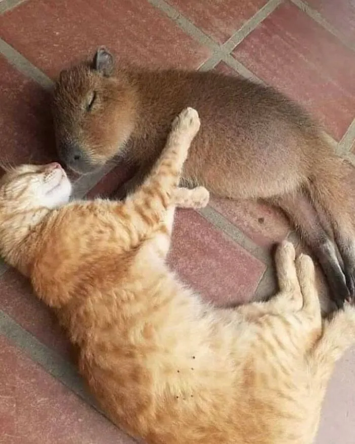This Community Shares Wholesome Capybara Content, And Here Are 75 Of Their Best Pics