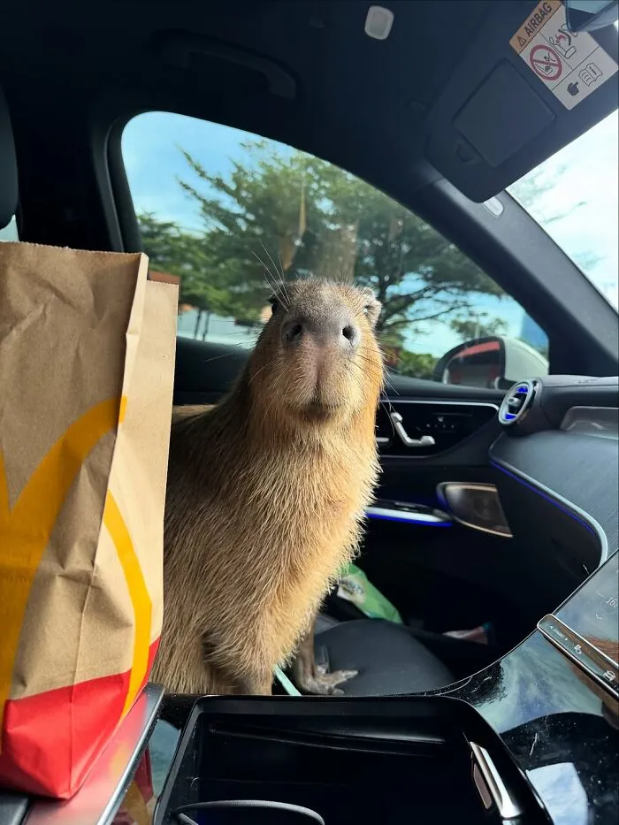This Community Shares Wholesome Capybara Content, And Here Are 75 Of Their Best Pics