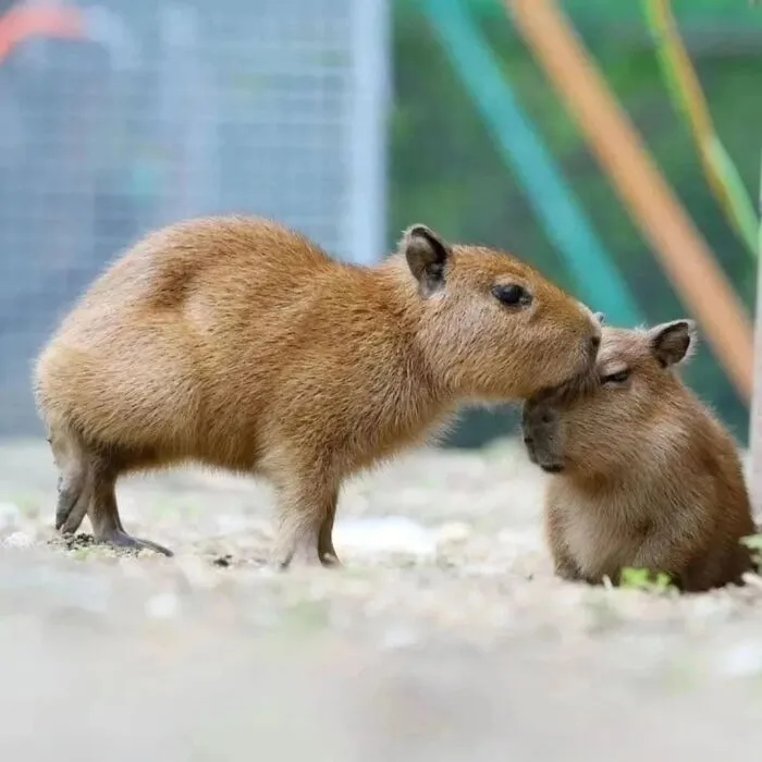 Two adorable capybaras showing affection outdoors with a blurred natural background in a close-up photo.