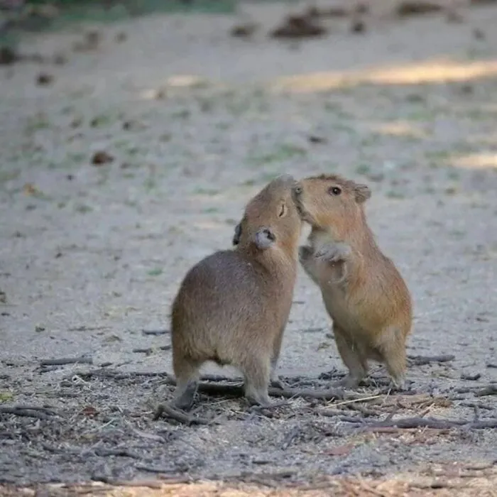 Two adorable capybaras interacting on a dirt path surrounded by natural outdoor scenery.