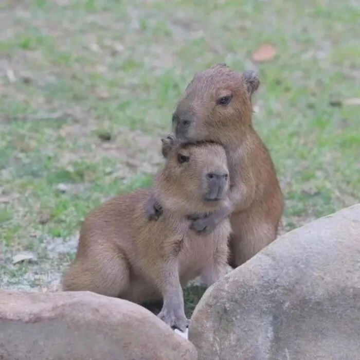 Two adorable capybaras cuddling on grass near rocks, showcasing the most adorable capybara photos.