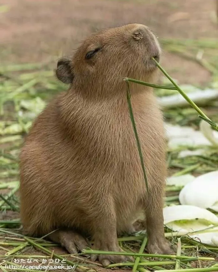 Adorable capybara sitting and happily chewing green stalks in a natural outdoor setting with scattered leaves.