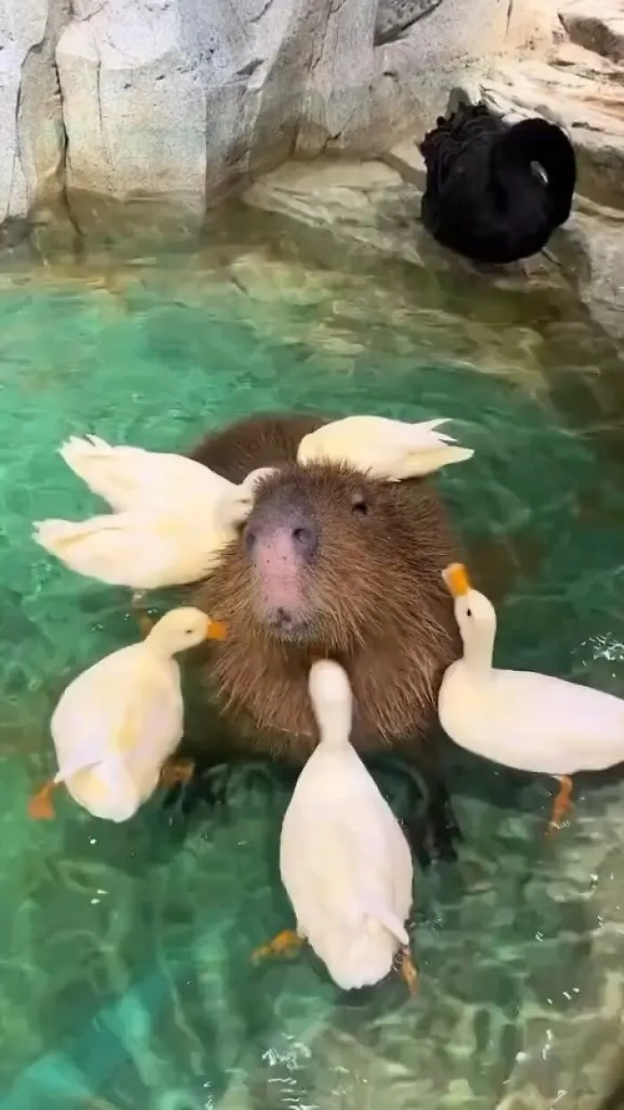 Capybara in clear water surrounded by white ducks with a black swan nearby in a rocky enclosure environment