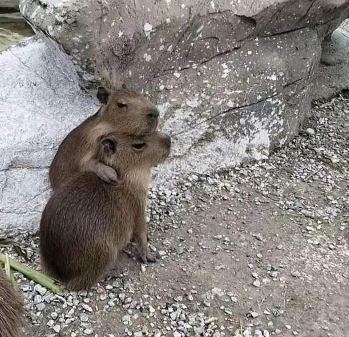 Two adorable capybaras sitting close together on rocky ground near large stone, showing affection.