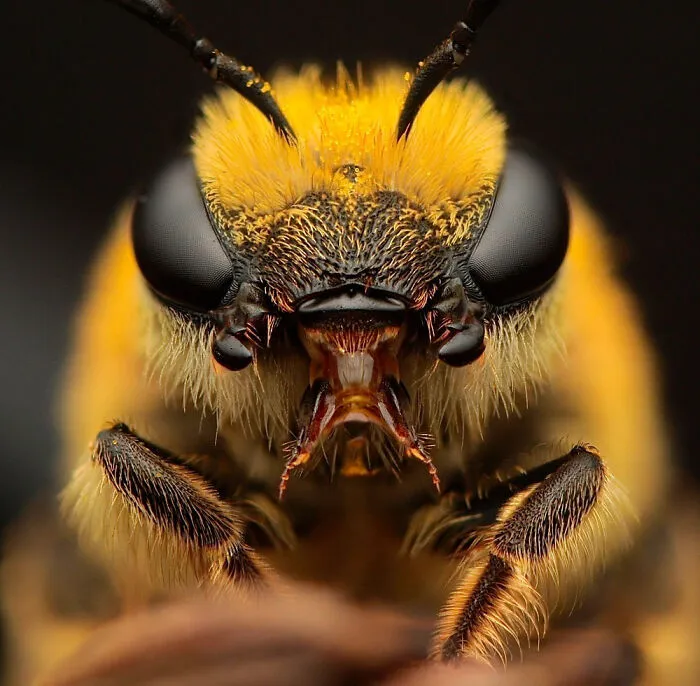 The Most Stunning Nature Photos Of 2025, According To The IPA Awards