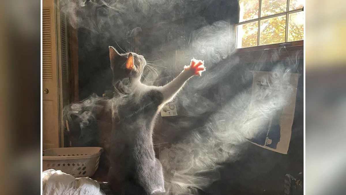 49 "Accidental Renaissance" Pics Of Different Animals That Capture Their Absurd And Adorable Nature
