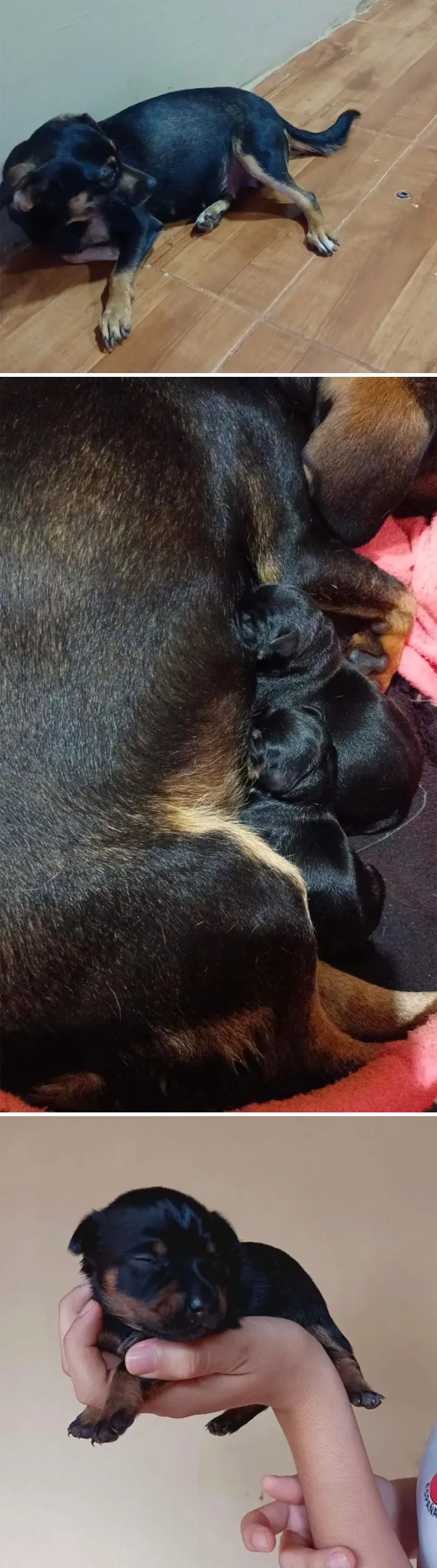 Adoption With A Surprise 😅😍 She Arrived Home And 10 Days Later Had Beautiful Puppies 😍