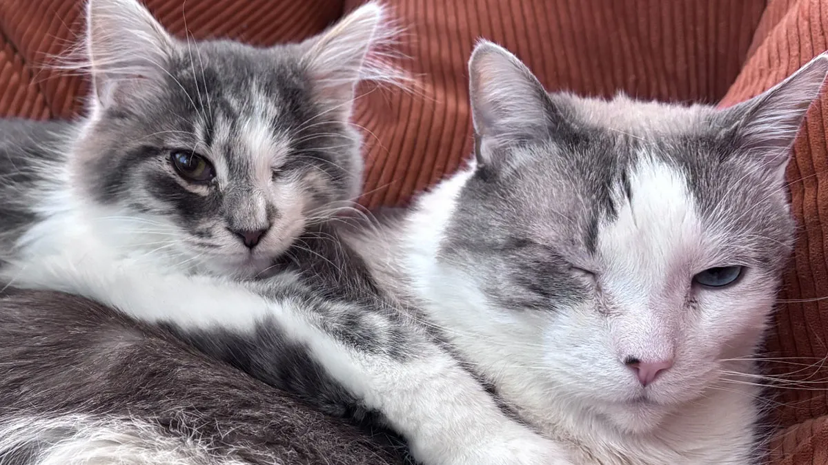 83 Wholesome Pics Of Adopted Rescue Pets Who Are Learning The Meaning Of "Home" (February Edition)