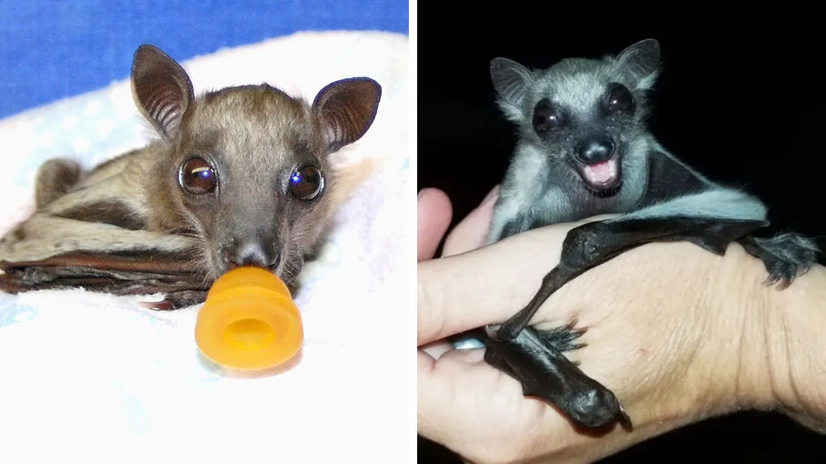 35 Photos Of Rescued Bats That Prove These Animals Are Full Of Personality