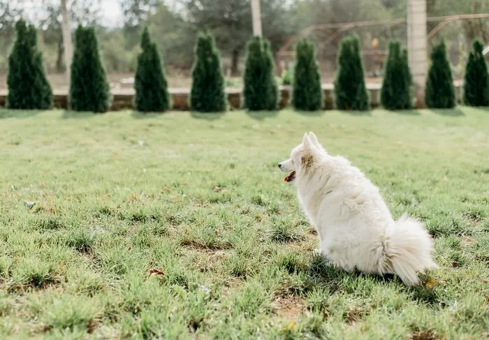 45 Times Neighbors Did Something So Strange It Had To Be Shared