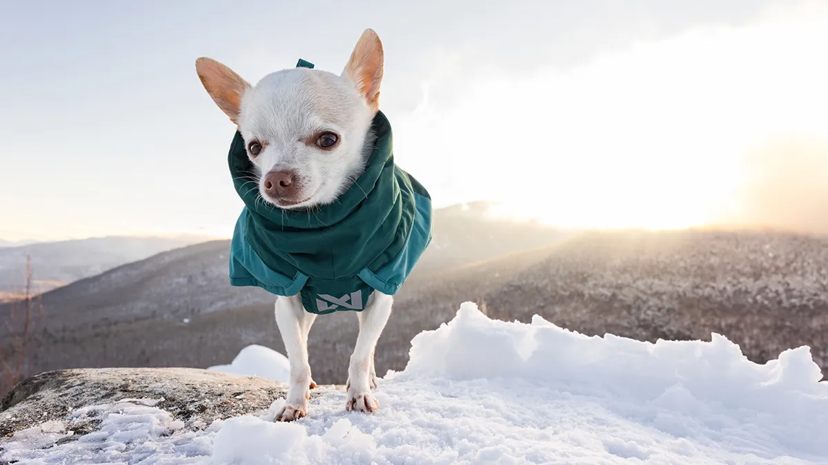 30 Images Of My Tiny Chihuahua Surviving Winter And Stealing Hearts