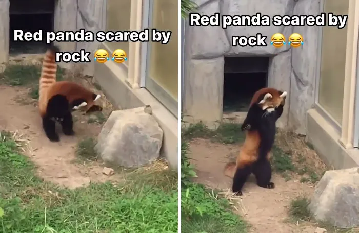 Red Panda vs. Stone
