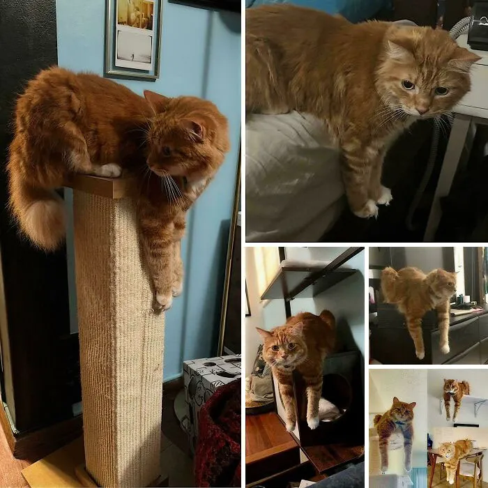 2 Yrs Later, 1 Lb Lighter, Still Dangling Everywhere