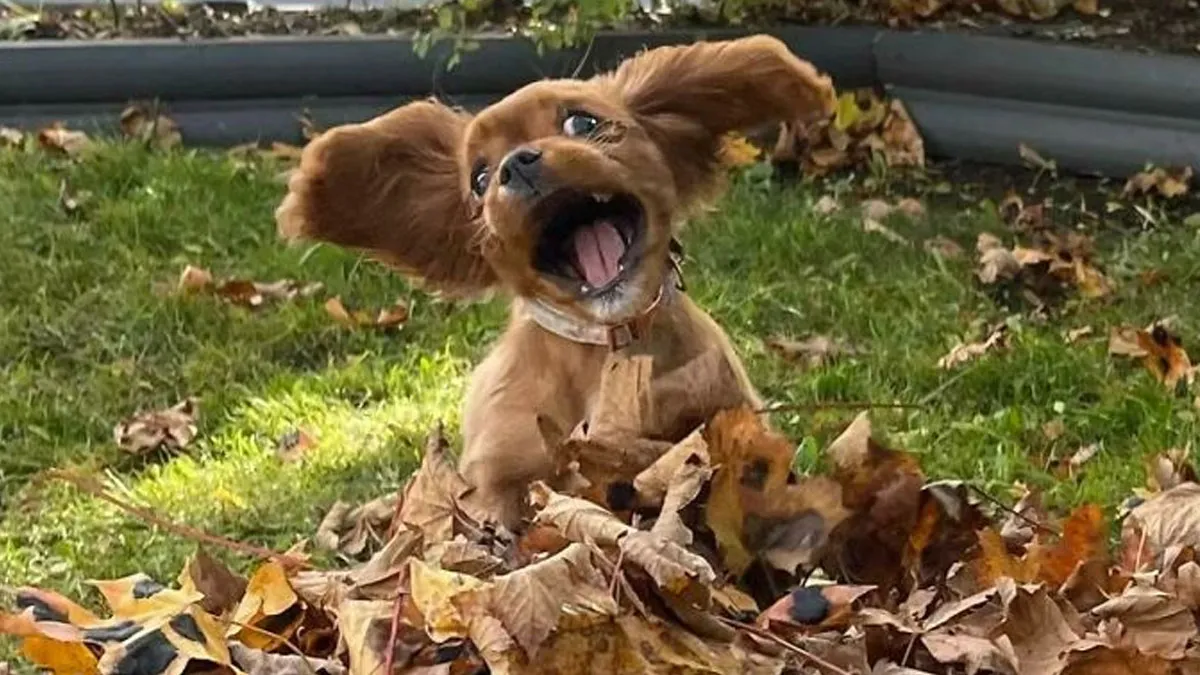 103 Endearingly Derpy Animals That Can Brighten Even The Worst Day (New Pics)