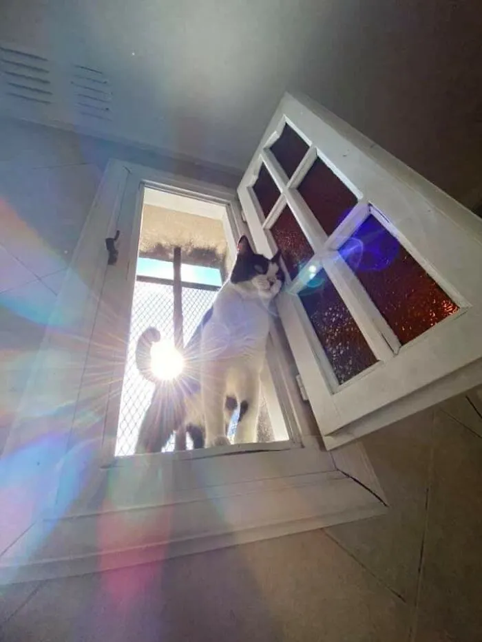 This Page Posts Pics Of Animals With Powerful Auras, And These 63 Are Hilarious (New Pics)